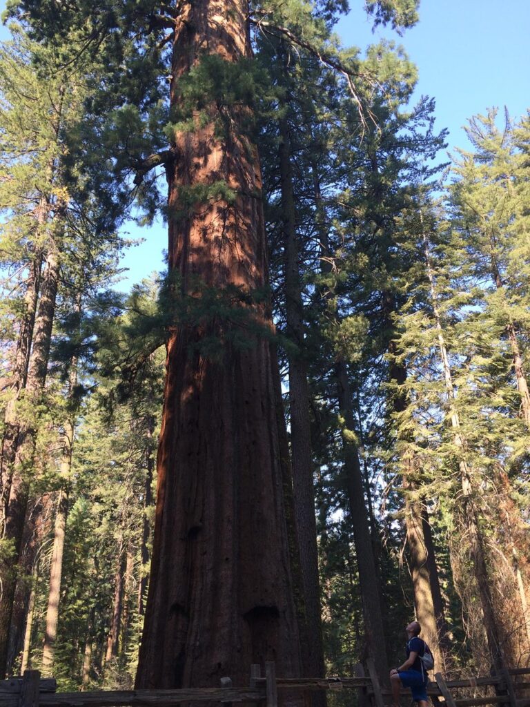 generał sherman - sekwoja