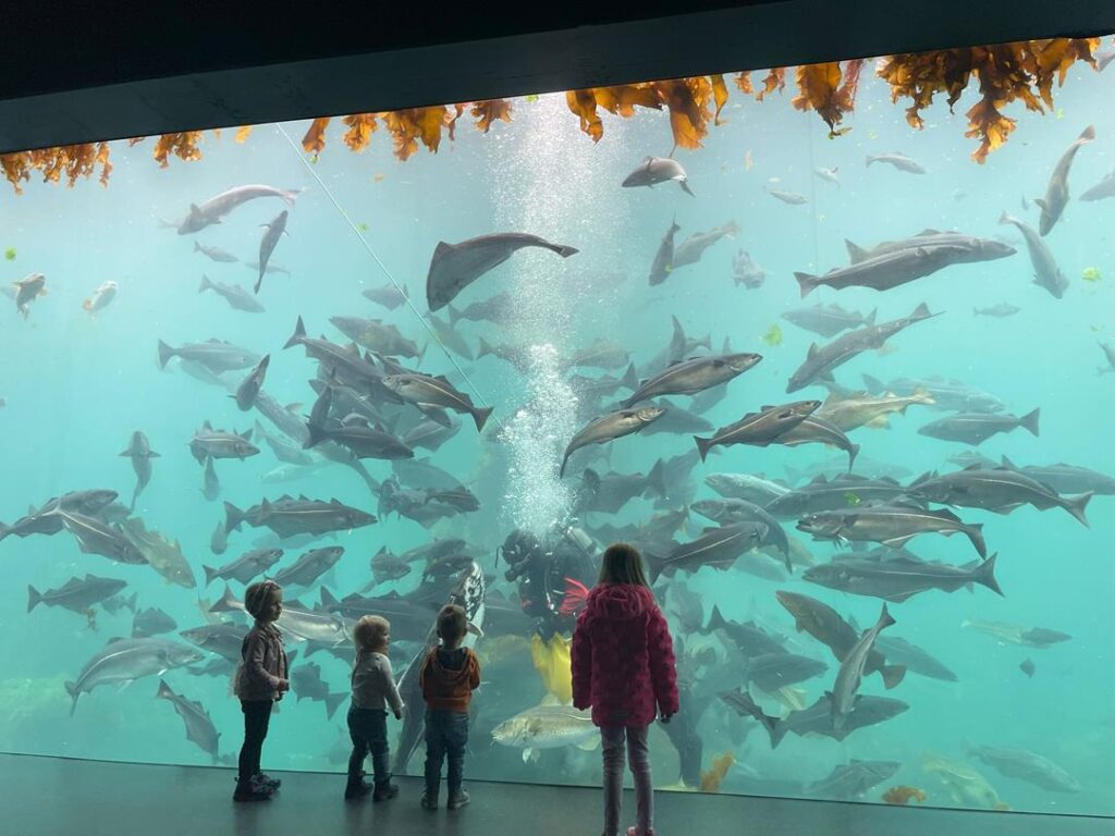 widok ryb w oceanarium w alesund